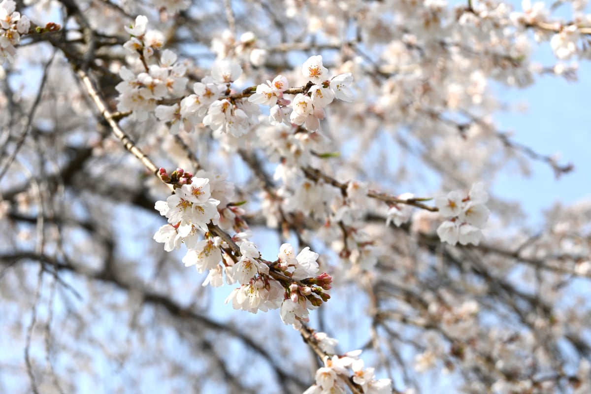 2024年4月5日，一株盛开的垂枝樱花树展现出优雅的姿态。