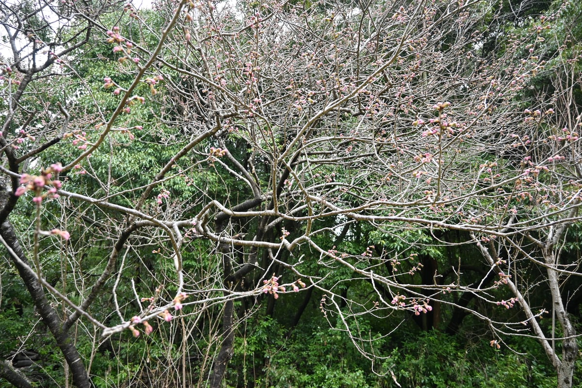 2024-03-06 西洋蜜樱桃