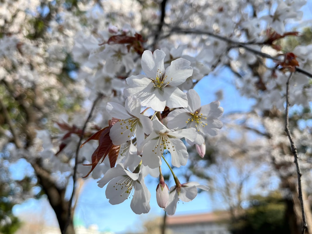 2023/3/19、国立科学博物館前のヤマザクラの様子。