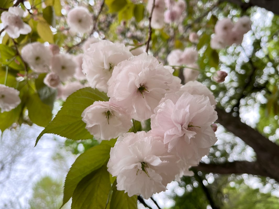 2023.04.06に撮影された、東京国立博物館沿いにあるフゲンゾウの様子。