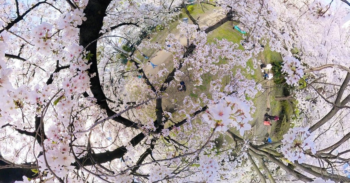 毛马樱之宫公园