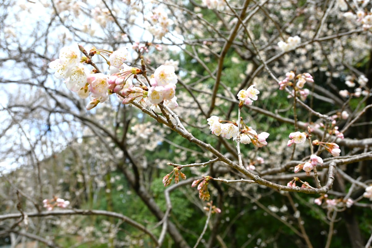 西洋樱桃花盛开的风景，日期标注为2025年3月21日。