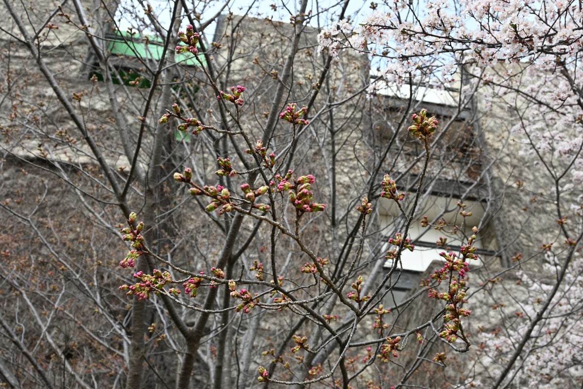 2024年3月19日，照片中是盛开的阳光樱花。