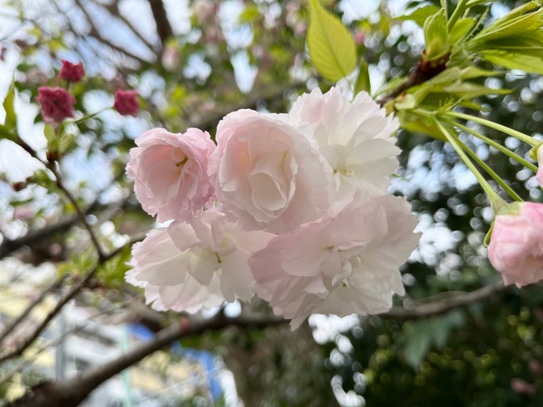 2023年3月30日に撮影された、不忍池の北側にある桜の様子を示しています。
