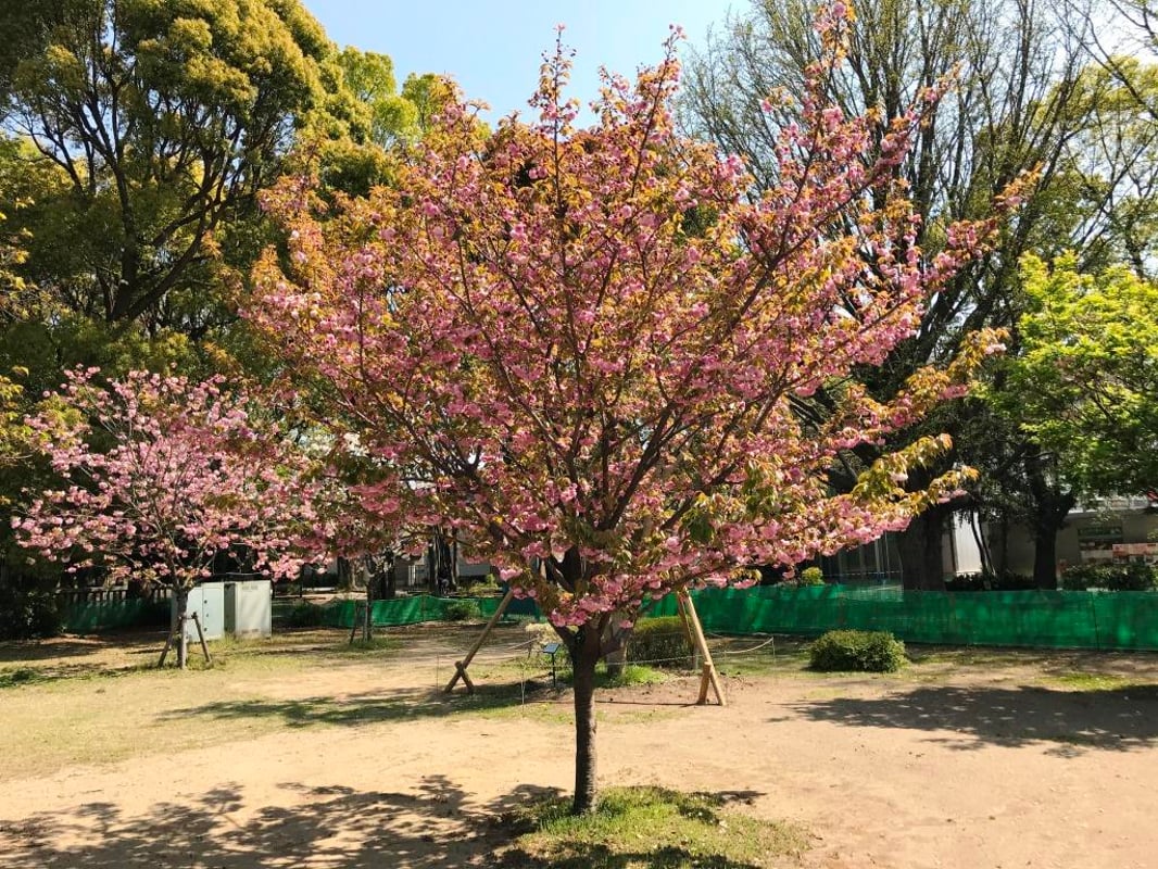 2020년 4월 9일, 시미즈 관음당 뒤편에 있는 이모세의 모습입니다.