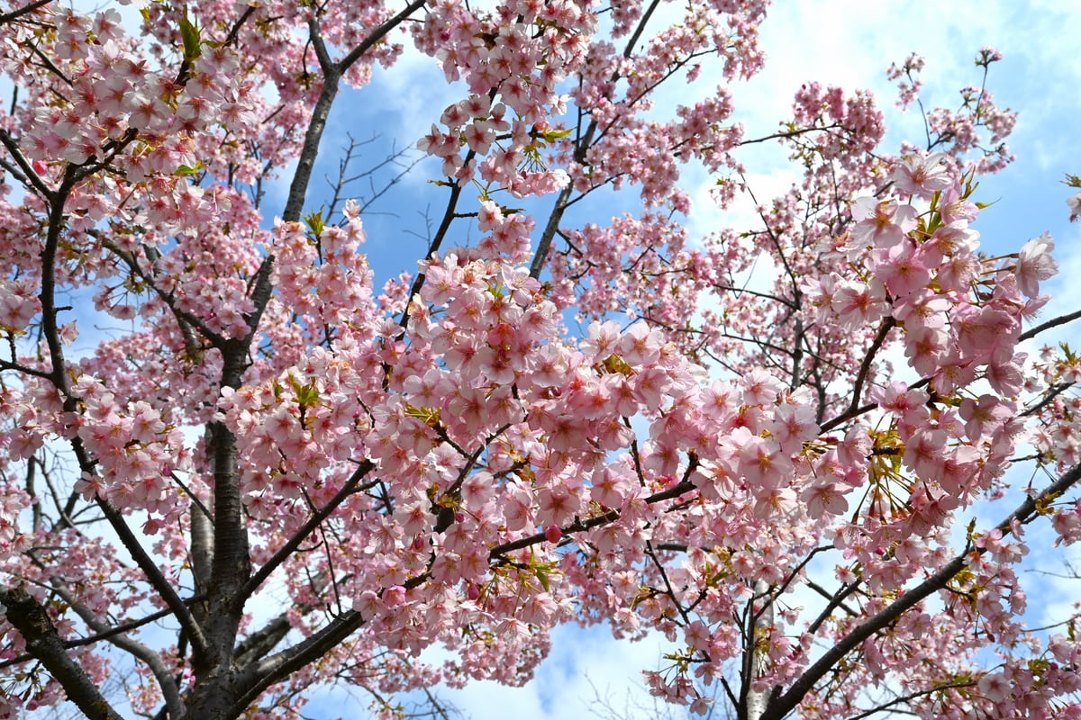 2024-03-13是一棵开满樱花的河津樱。