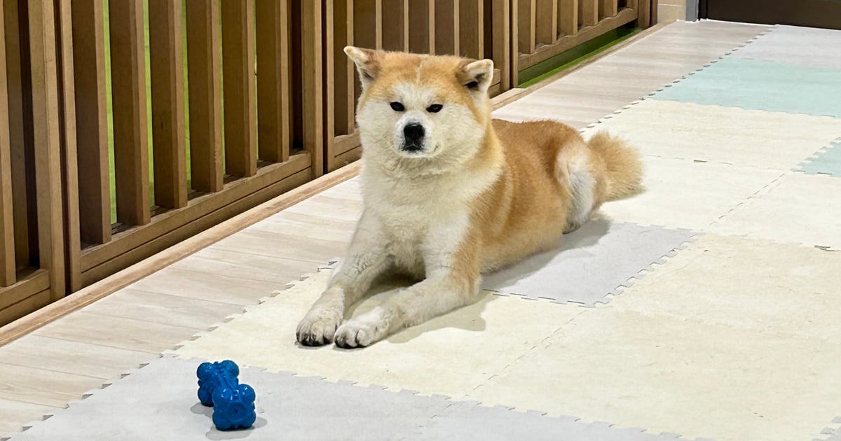 秋田犬之里