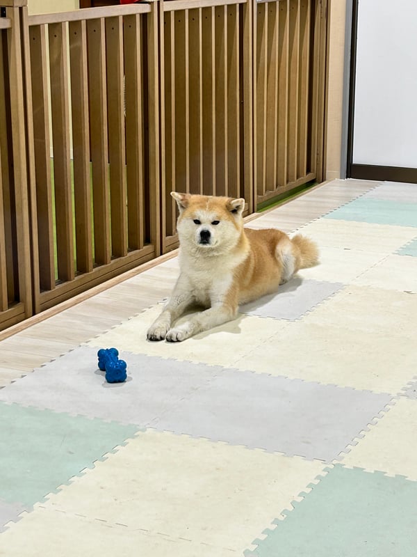 This is an Akita dog named Natsu (Natsuhana).