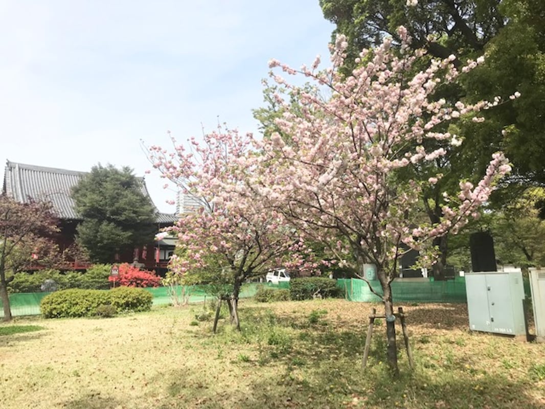 2022/4/13 우에노의 숲 미술관 앞에 있는 란란과 후쿠록주.