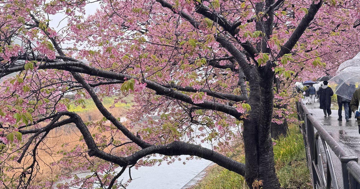 Kawazu Town Kawazu Sakura