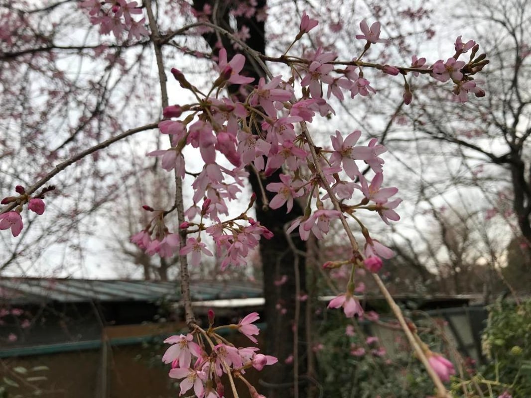 2021/3/28梅川亭の前には、鮮やかな赤いベニシダレの花が見える様子です。