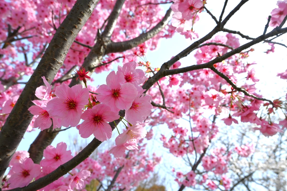 2024年4月2日，有阳光的樱花在盛开。