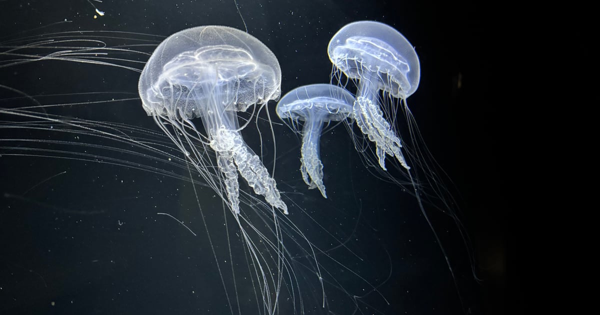 鶴岡市立加茂水族館