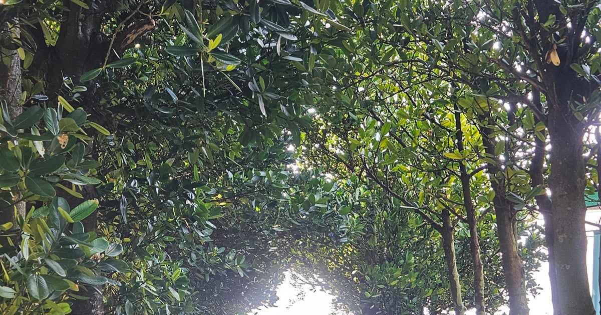 Bise Fukugi Tree Road