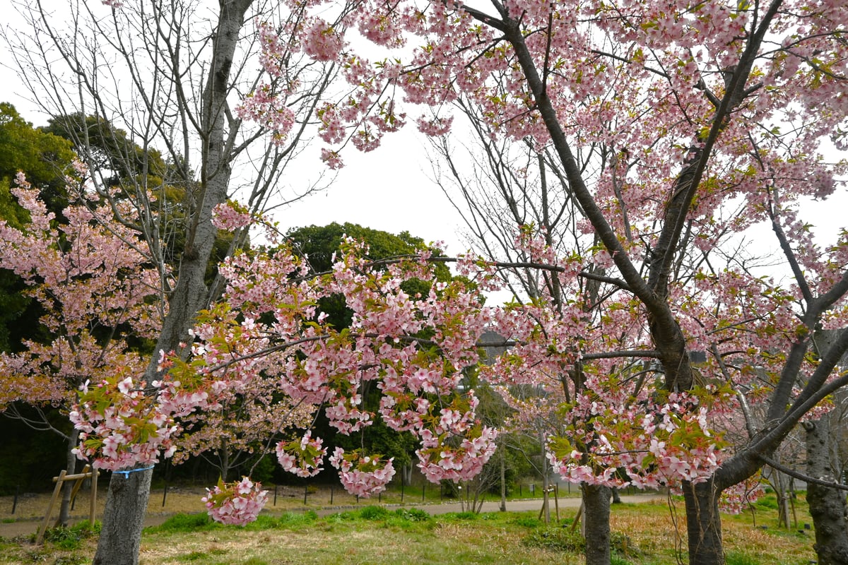 2024年3月19日，盛开的河津樱花。