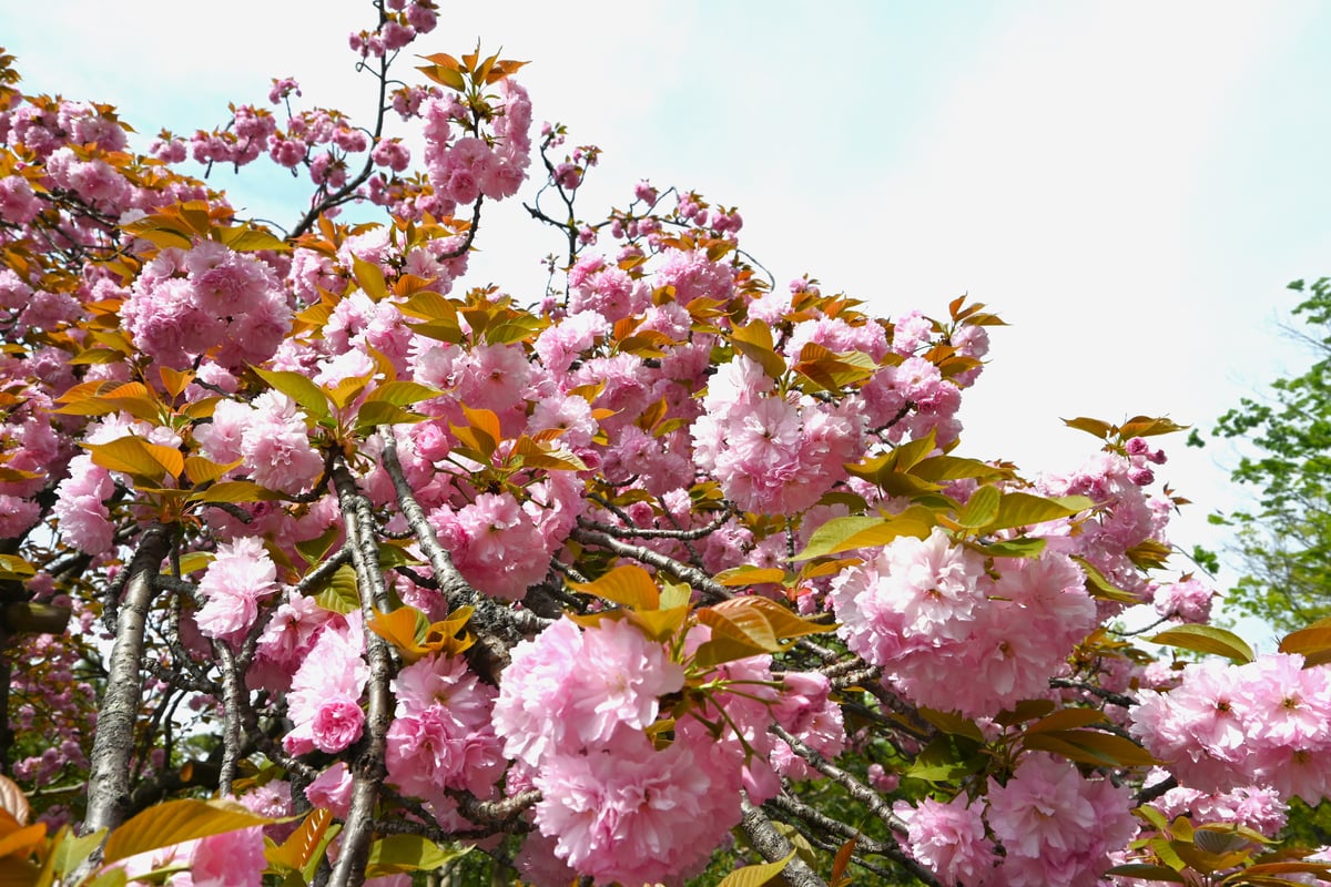 2024年4月15日，一株美丽的里桜树在盛开。