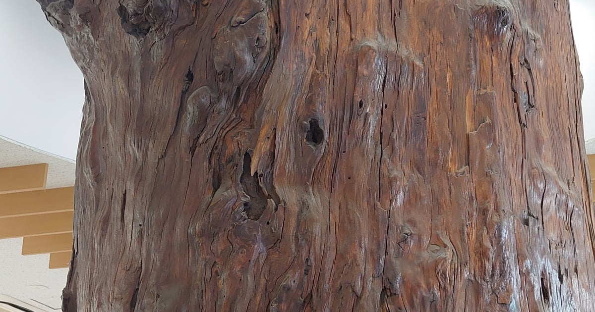 Kagoshima Deai Sugi