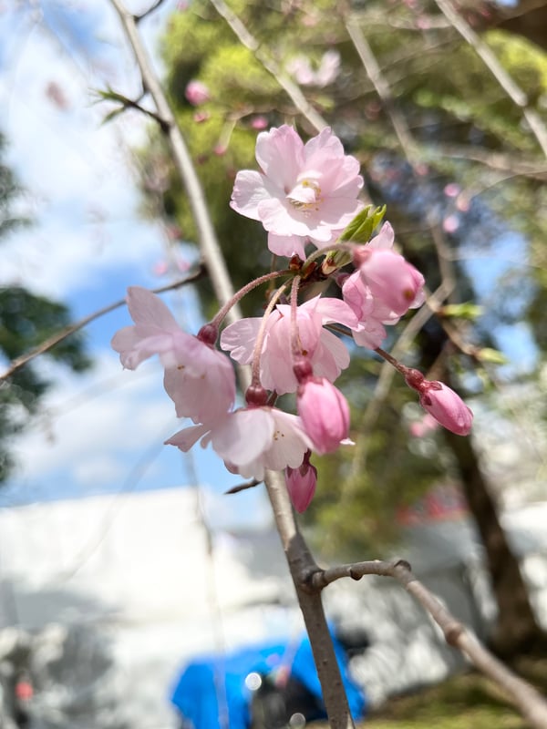 2025年3月28日、不忍池の伊豆栄側にあるヤエベニシダレの様子。