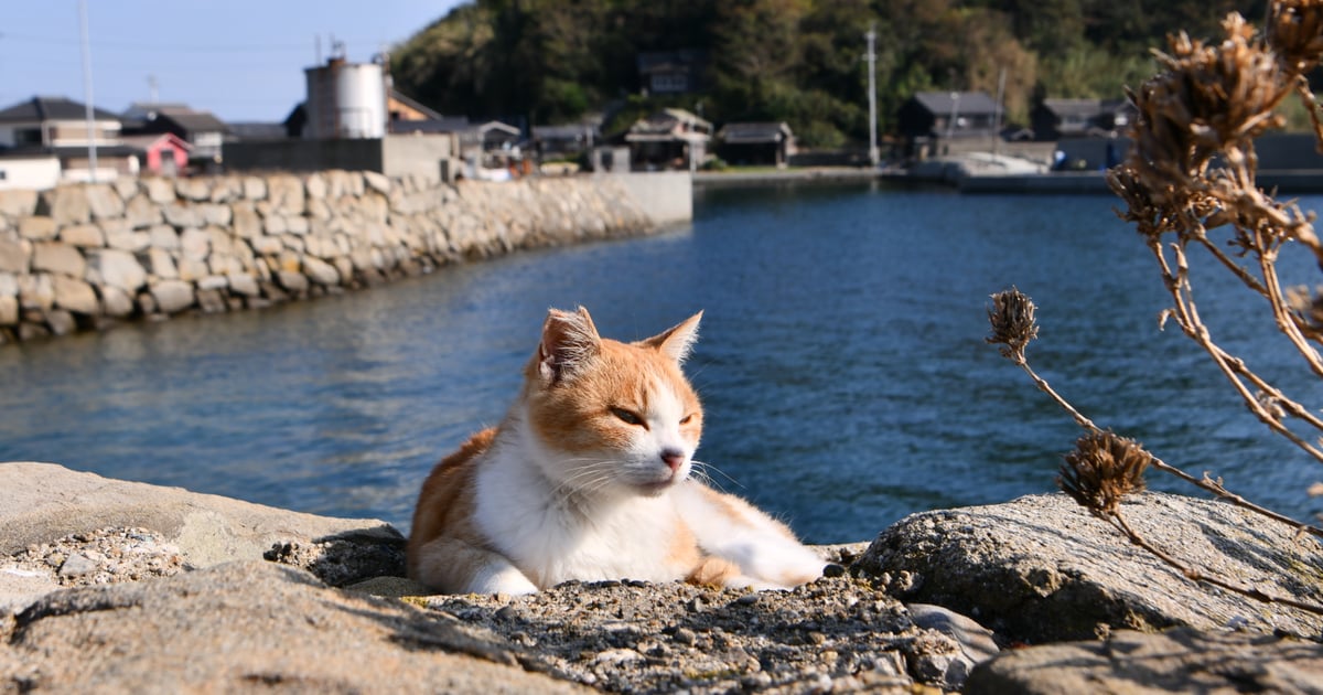 青島
