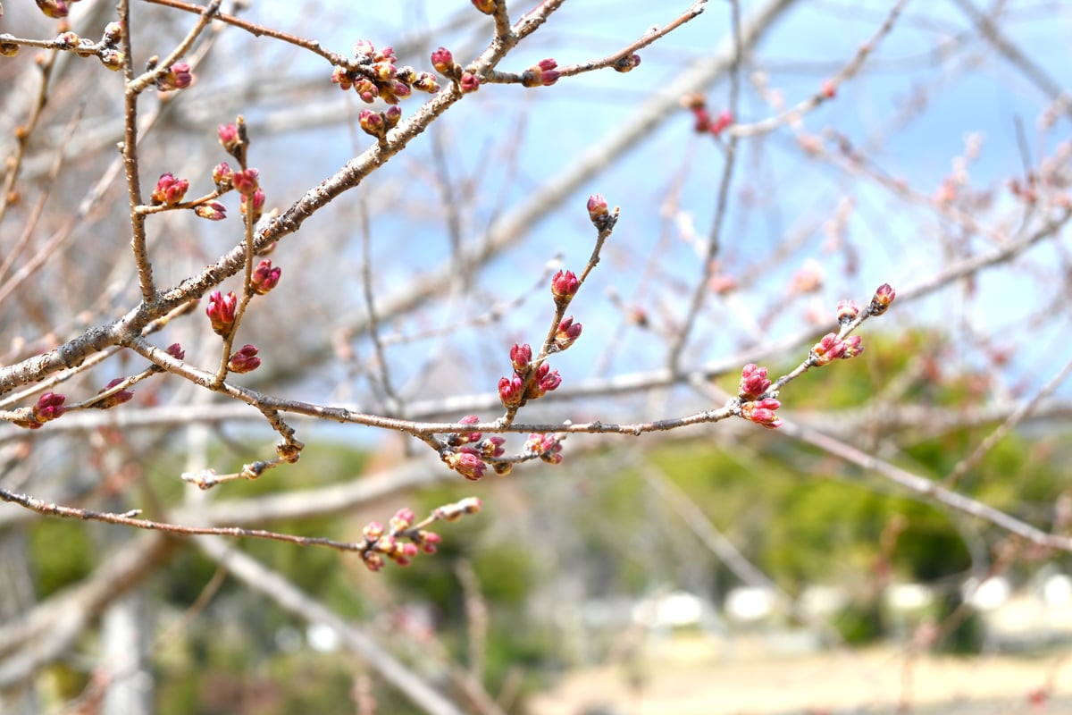 2024年3月13日，有一朵粉红色的彼岸樱盛开。
