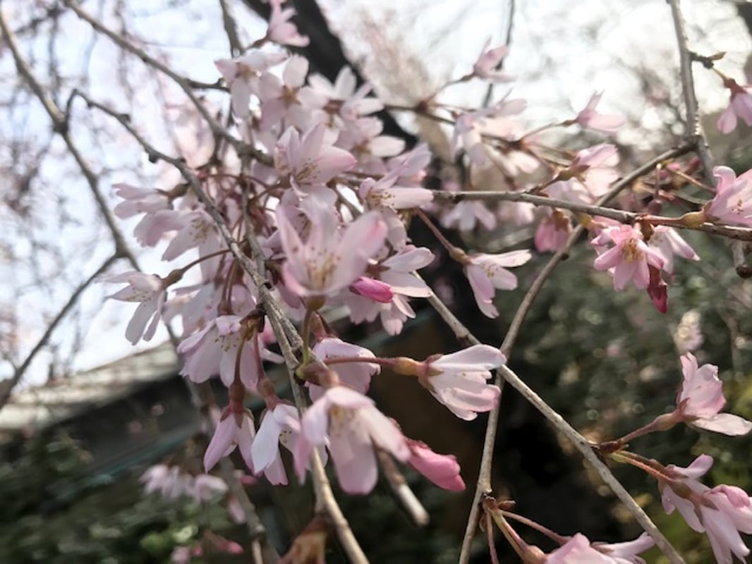 この画像は、2022/3/25に梅川亭前にある紅枝垂れの様子を示しています。