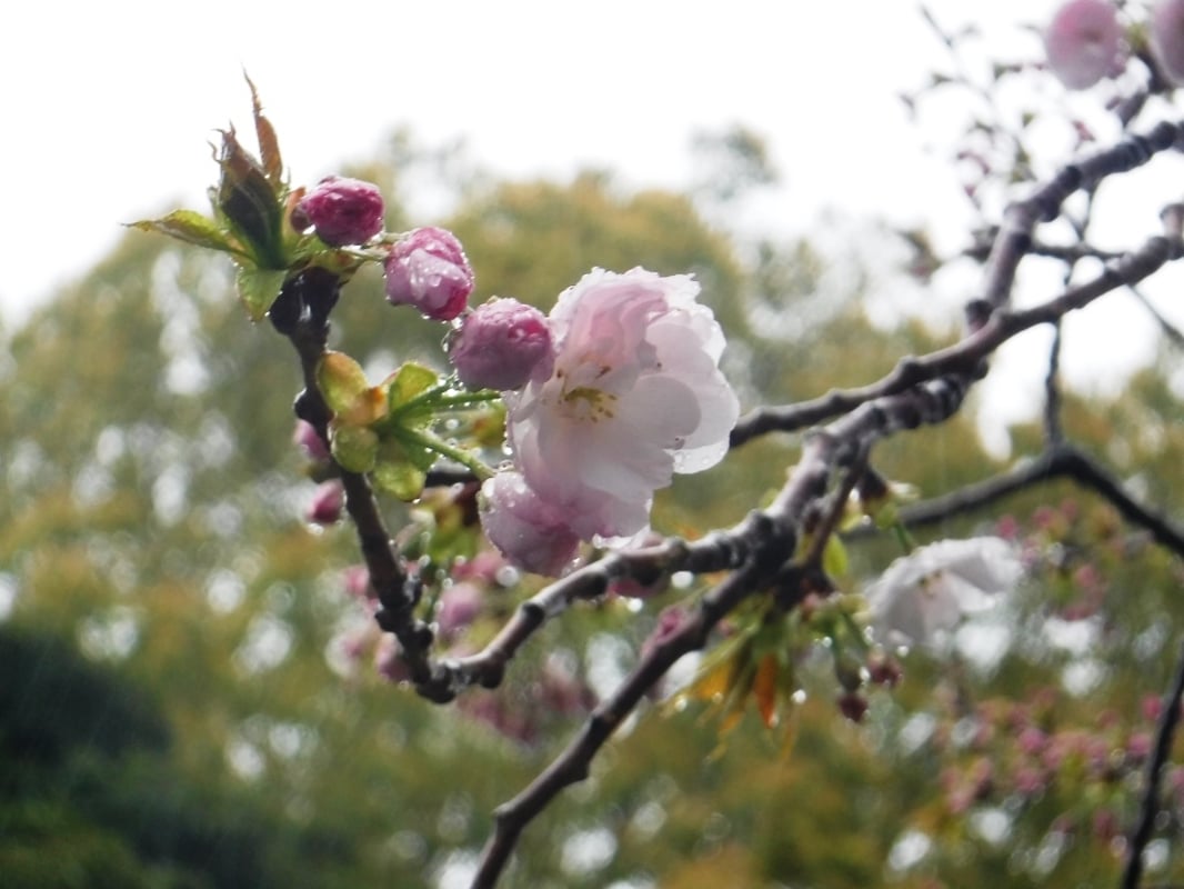 2022年2月25日の、国立科学博物館脇のイチョウの様子です。