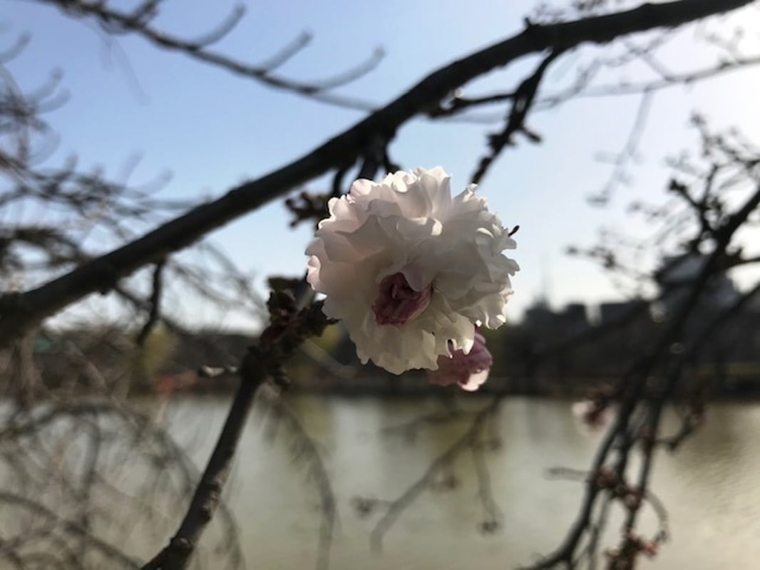 2021/3/28에 신오바즈 연못 서쪽에 있는 데이지벚꽃의 모습입니다.