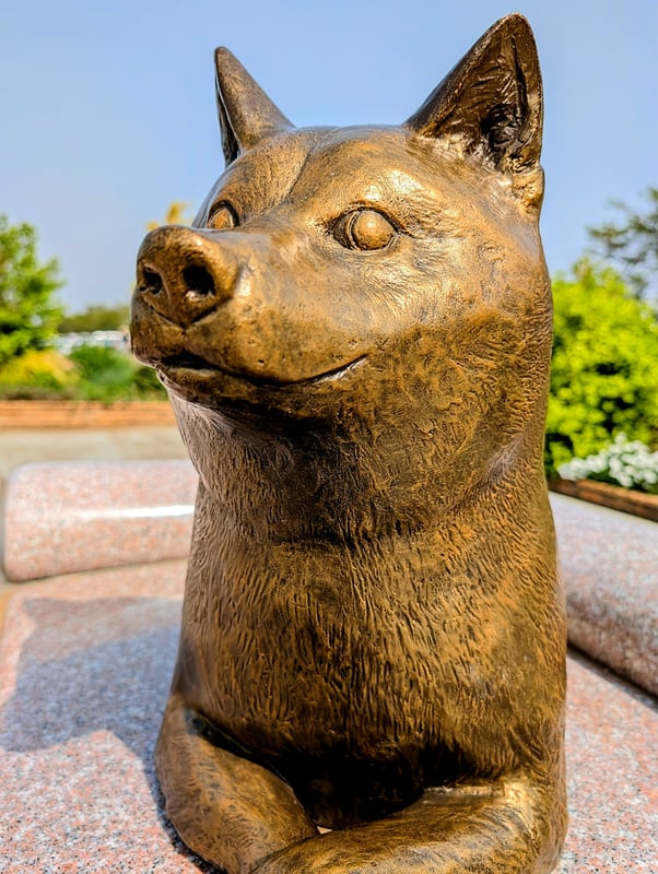 这是一只名叫かぼすちゃん的著名柴犬，它的照片成为了Doge网络迷因的代表。