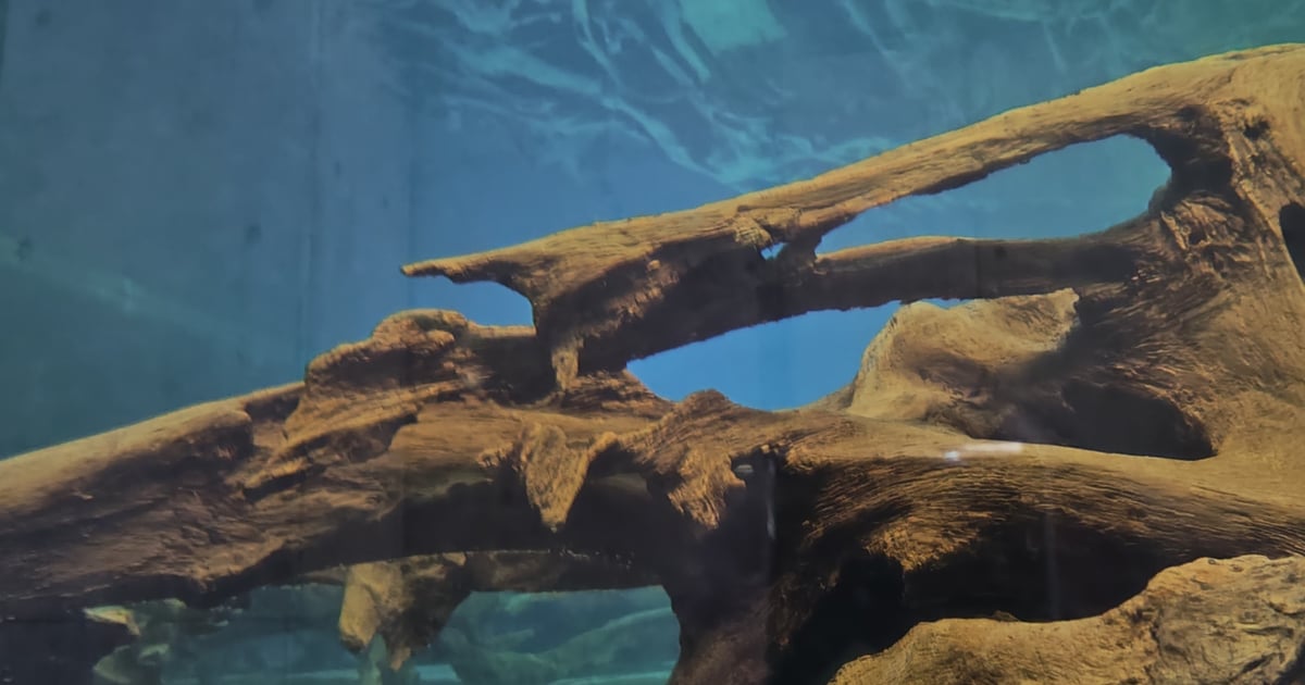 魚津埋沒林博物館