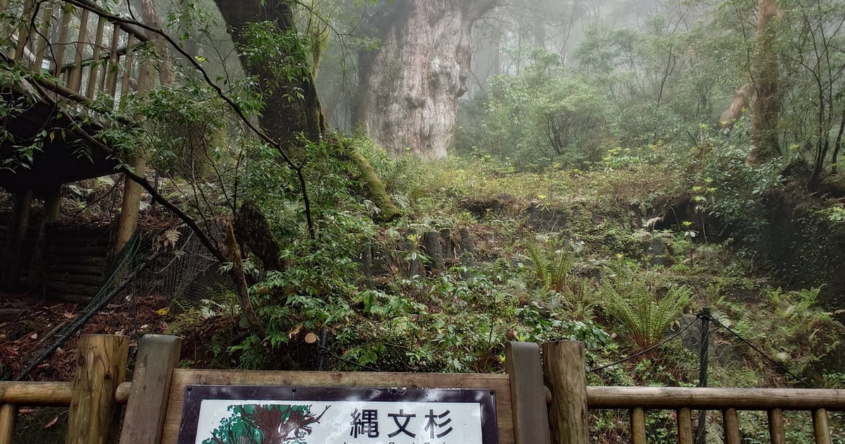Jomon Sugi: Ancient Cedar of Yakushima