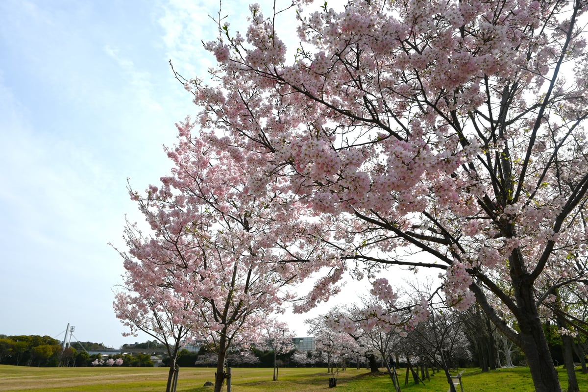 2024年4月5日，盛开的神代曙日本樱花。