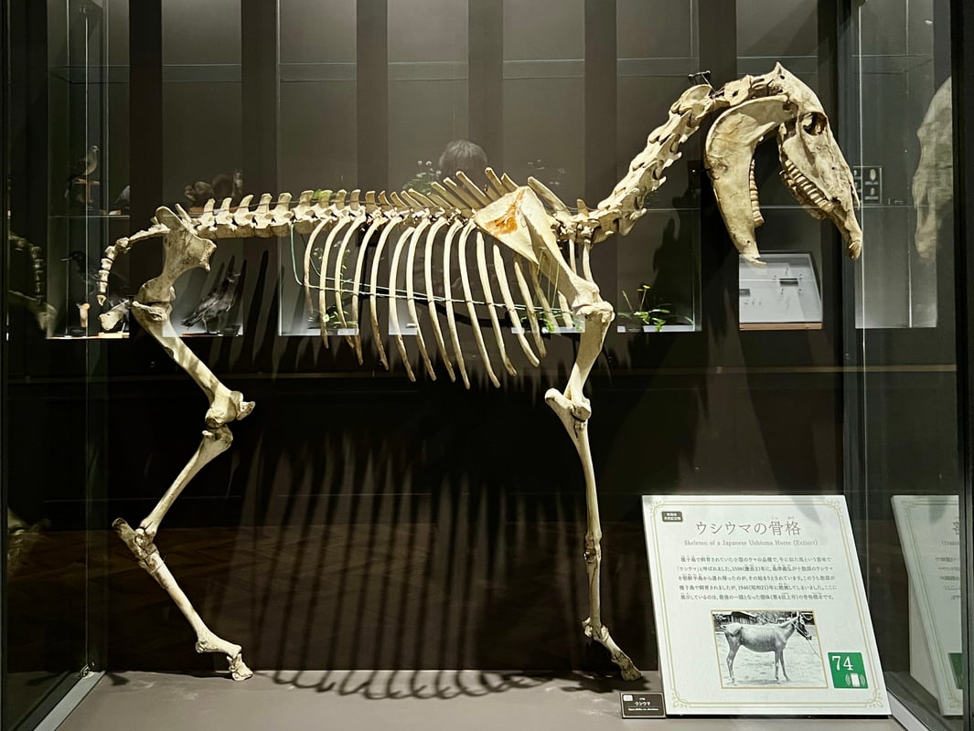 The image shows the skeleton of an Ushiuma, a small horse that was kept on Tanegashima Island.