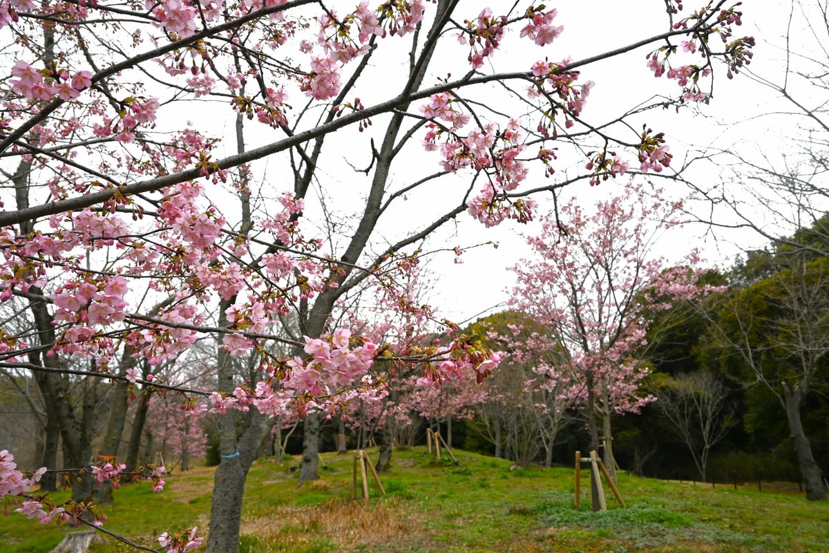2024年2月29日，一棵盛开的川津樱树。
