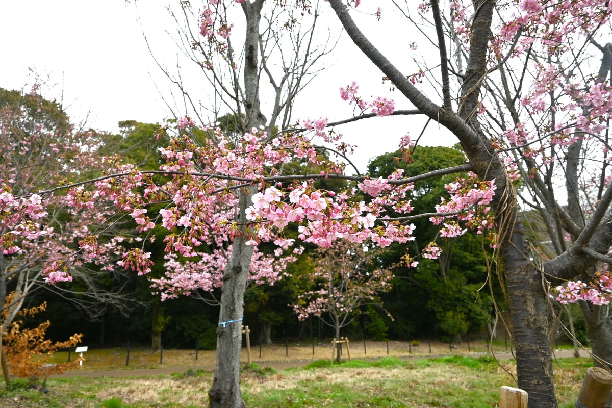 2024年2月29日，是河津樱花的季节。