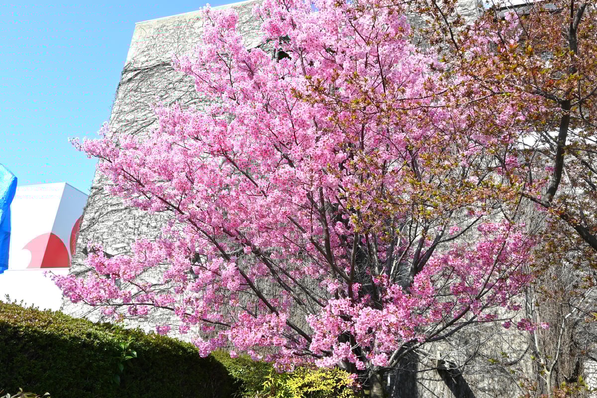 2024年4月1日，一棵盛开的阳光樱花树。