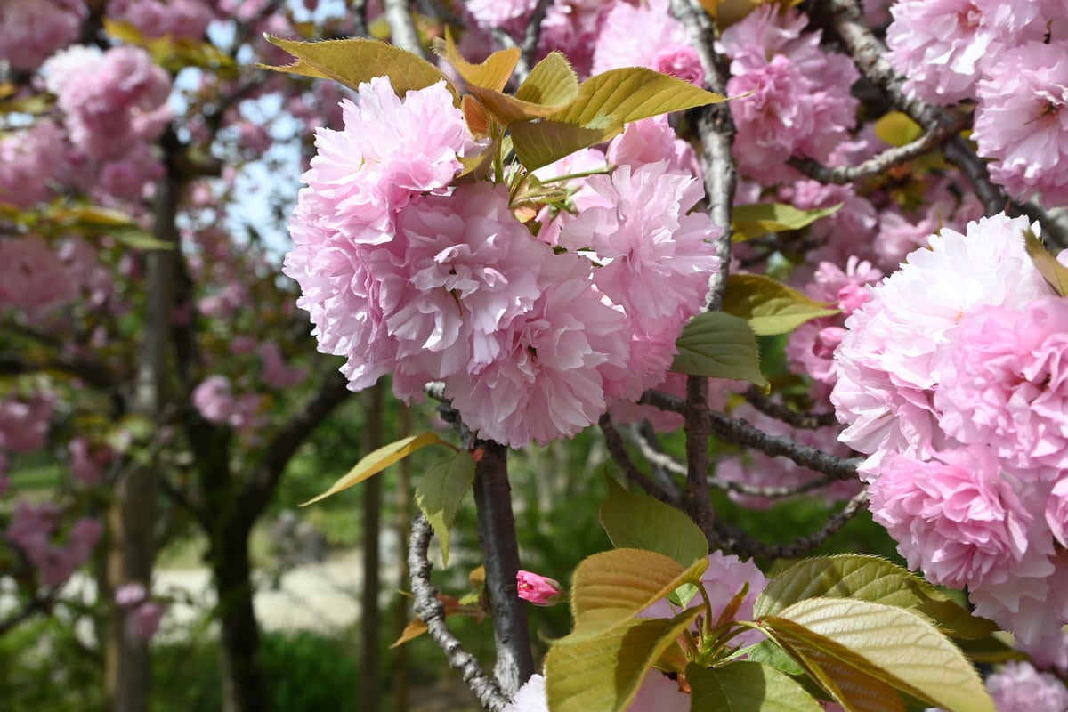 2024-04-15日的江户彼岸樱花在盛开。