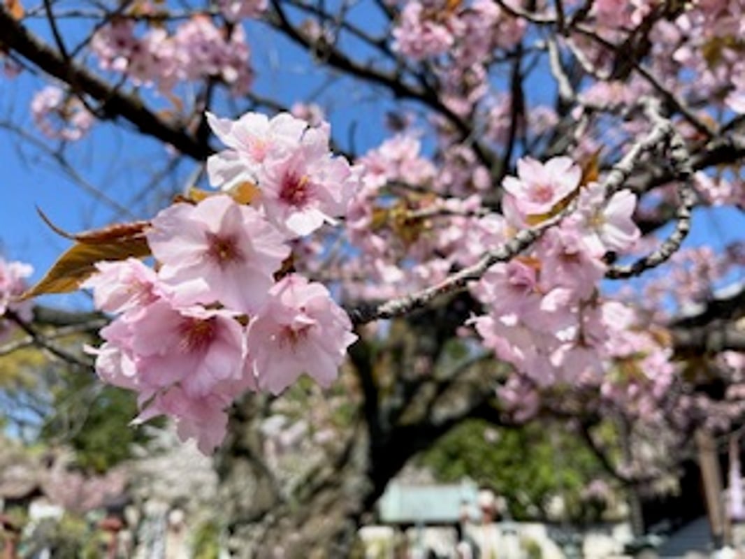 2024年4月10日に輪王寺両大師堂内で撮影された輪王寺御車返しの様子です。