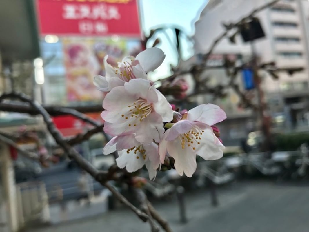 2022/3/2, 게이세이 우에노 역 근처 파출소 뒤에 있는 오오칸자쿠라의 모습입니다.
