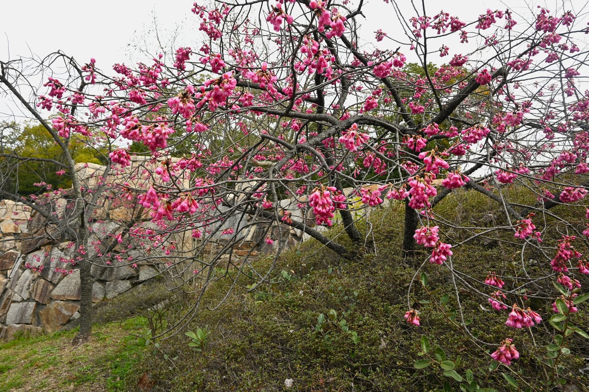 これは2024年3月19日に咲いているカンヒザクラの画像です。