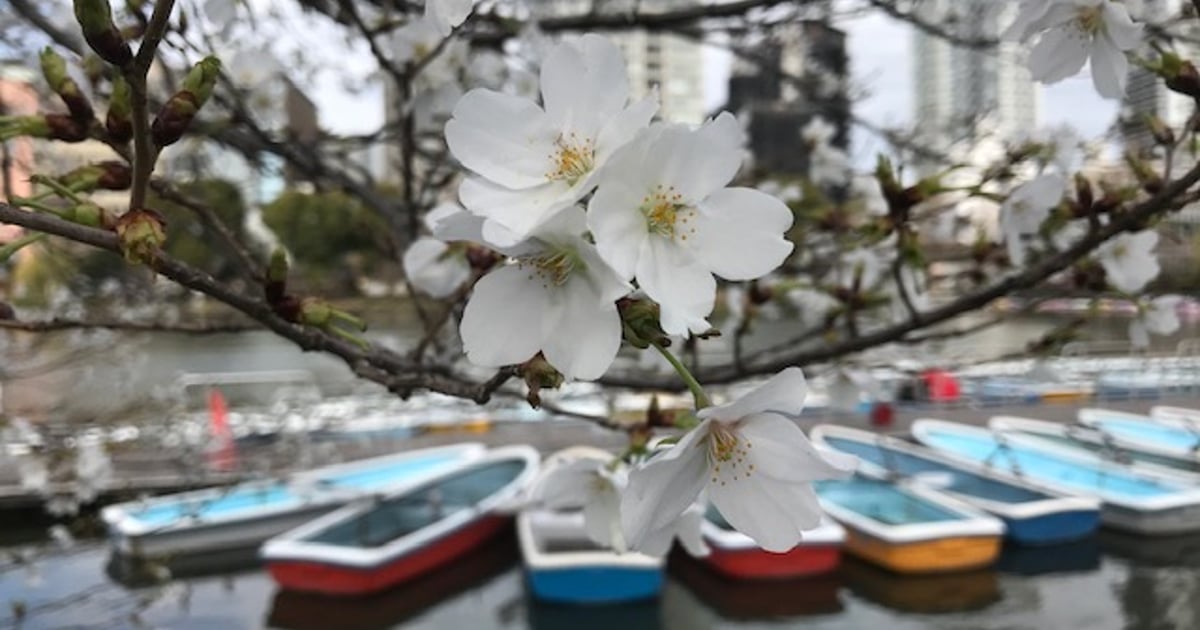 시노바즈 연못의 보트 선착장 근처