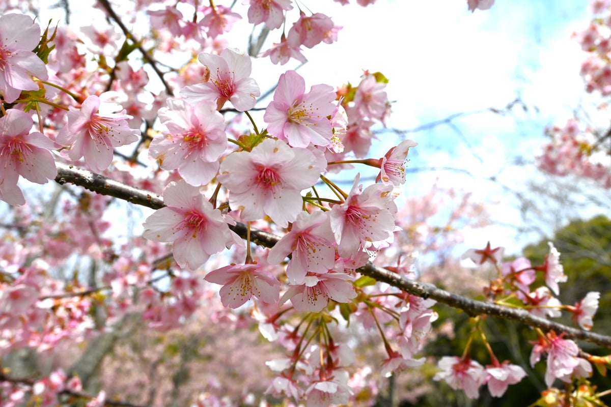 一排河津樱树开满粉红色的花，盛开于2024年3月13日。