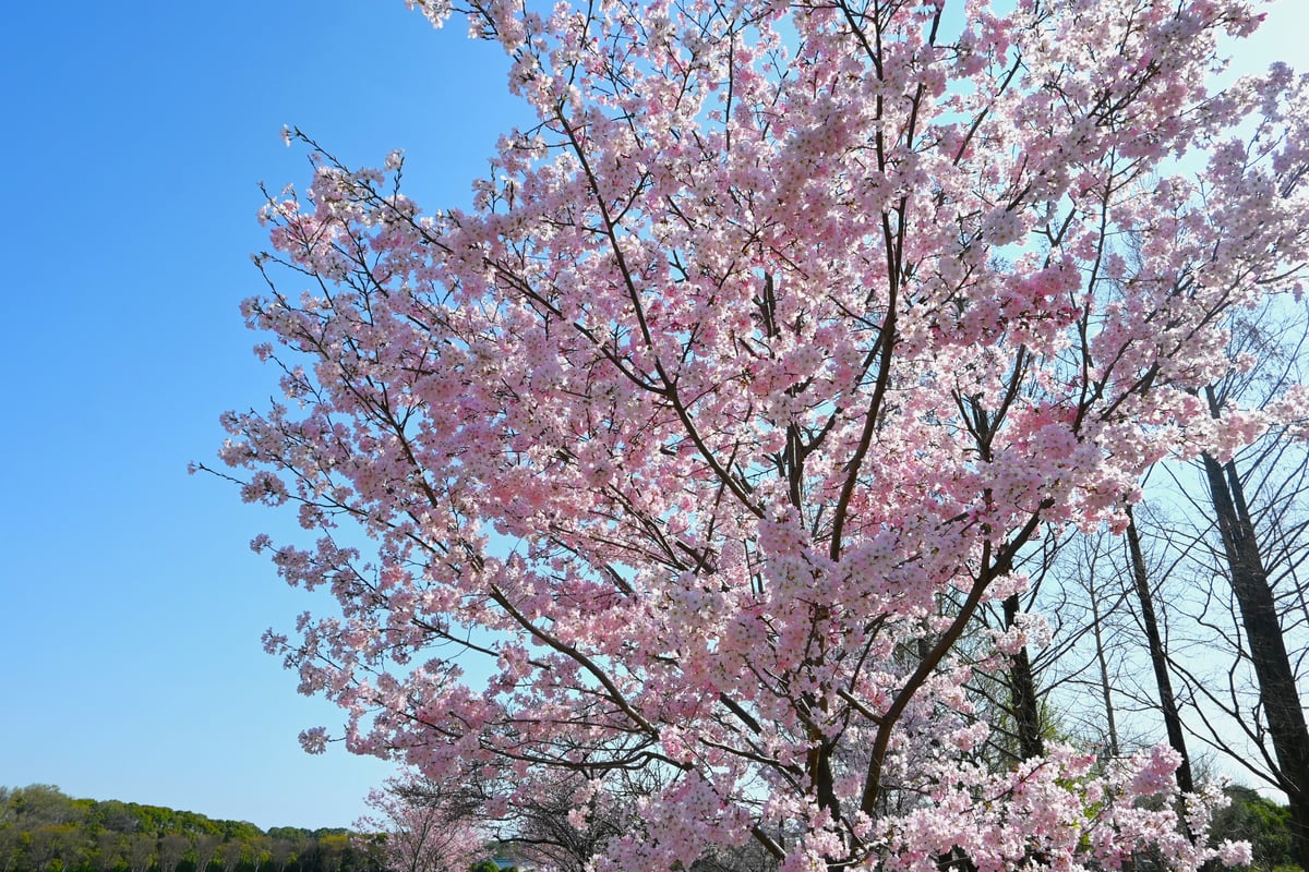 2024年4月1日，图中是一棵盛开的神代曙樱花树。