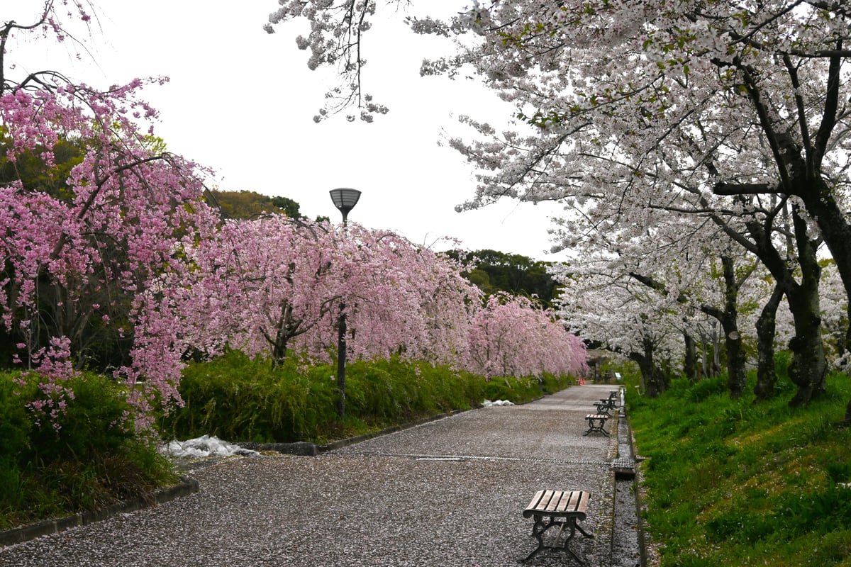 2024年4月9日，垂枝樱花盛开。