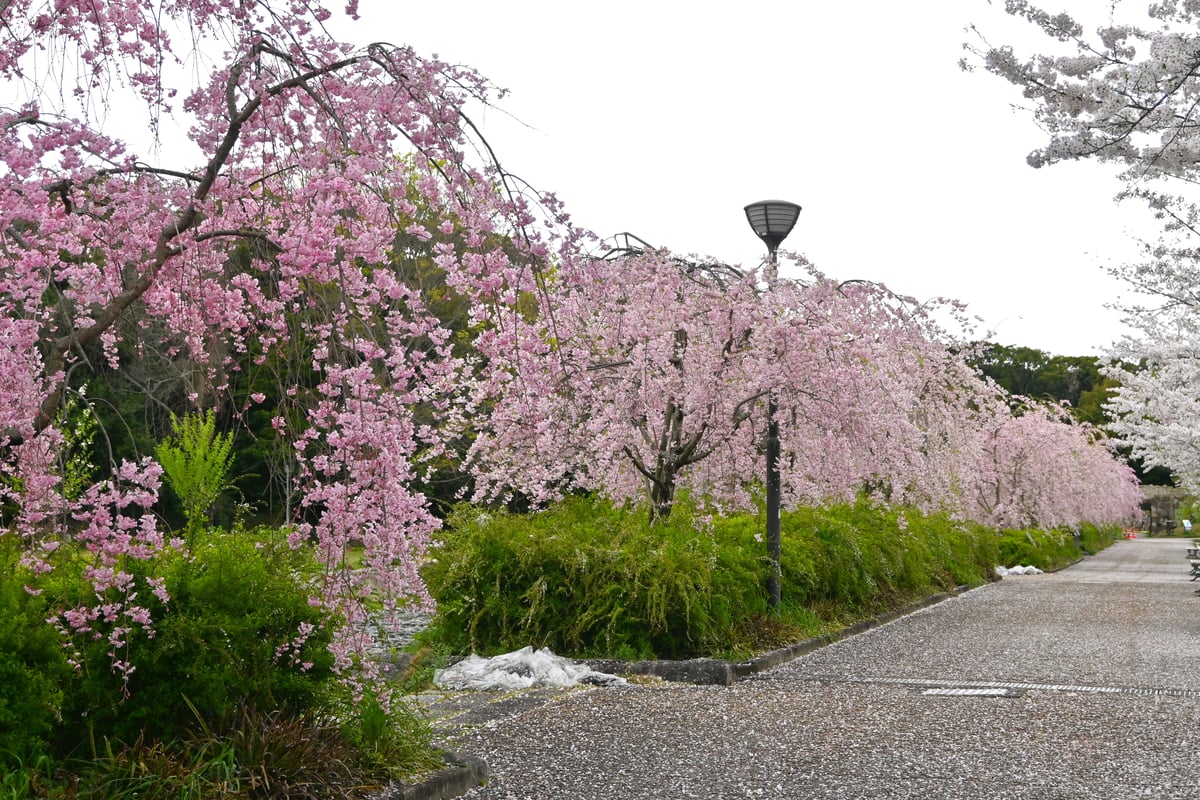 这是一幅展示2024年4月9日开花的垂枝樱花的图像。