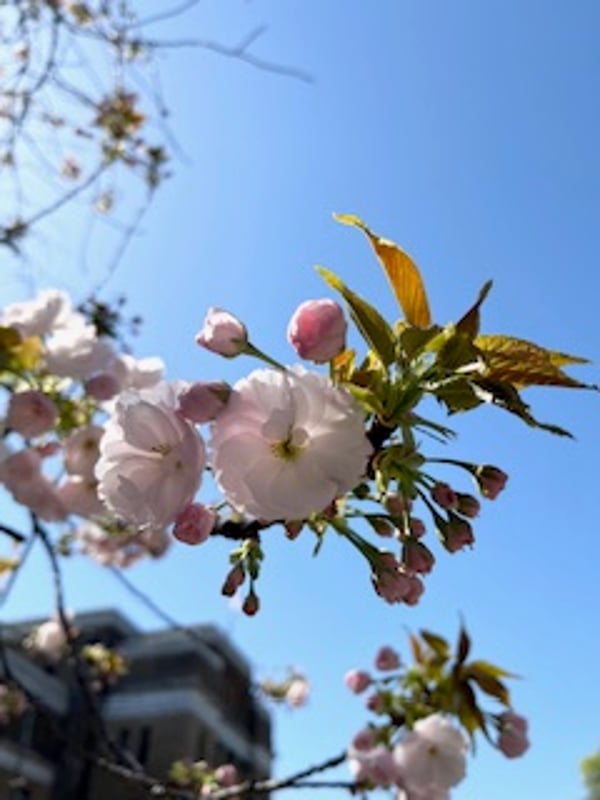 2024年4月10日、国立科学博物館の脇にあるイチョウの様子。