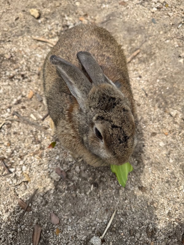 A rabbit is eating vegetables it has found.