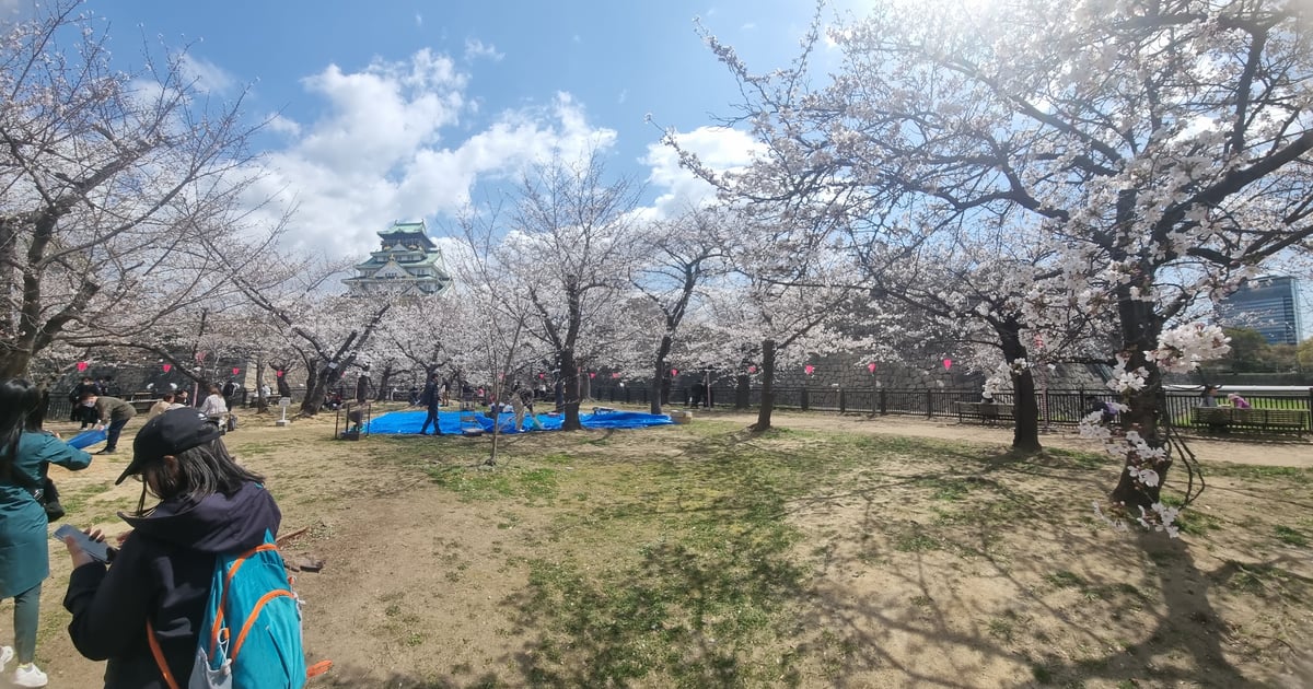 Osaka Castle Park Nishinomaru Garden Cherry Blossom Sample Tree