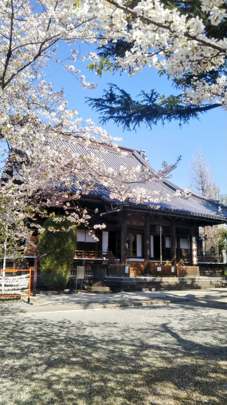이 사진은 혼도(콘폰추도) 사찰 건물을 보여줍니다.