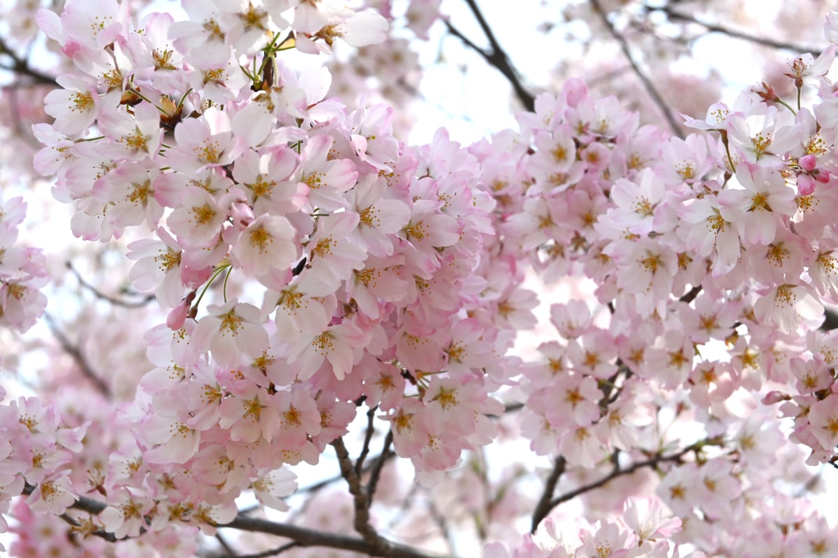 2024年4月5日，盛开的神代曙日本樱花。