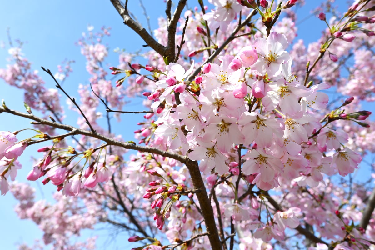 这是一幅拍摄于2024年4月2日的美丽的神代曙樱花的照片。